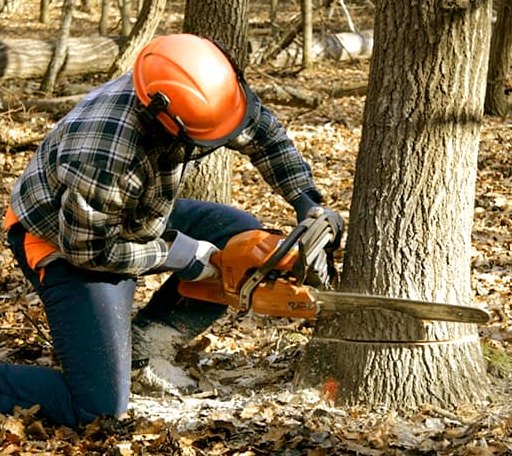 Tree Removal in Anson, ME